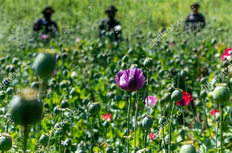 VIEW OPIUM POPPIES FIELD NEAR VALLEY Editorial Stock Photo - Stock ...