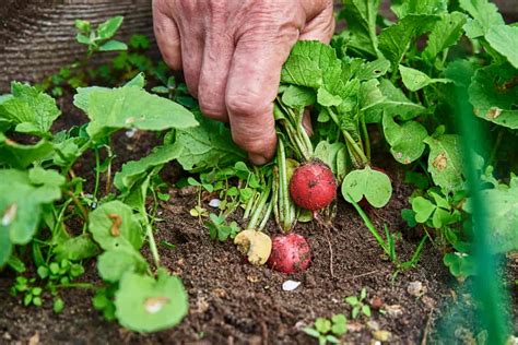 Do Radishes Grow Above Ground How And Why You Would Want To