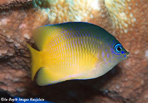 Plectroglyphidodon Johnstonianus Marshall Islands