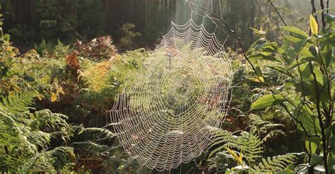 A Spiderweb in the Forest · Free Stock Photo