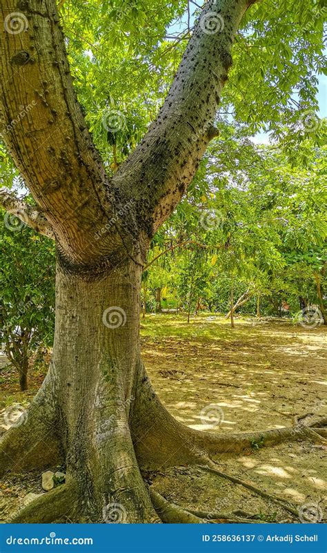 Huge Beautiful Kapok Tree Ceiba Tree With Spikes In Mexico Stock Image