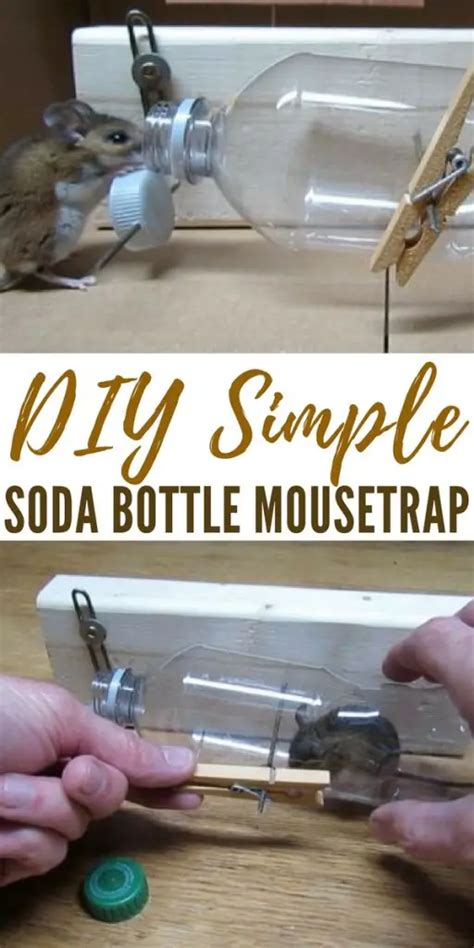 Diy Simple Soda Bottle Mousetrap