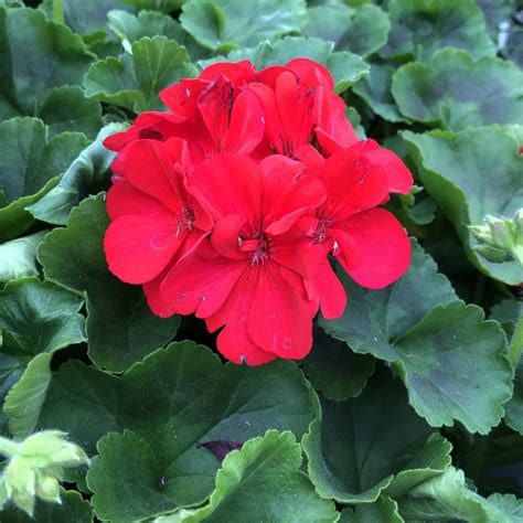 Boldly® Dark Red Geraniums Order Online