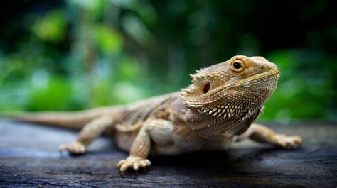 Caring for Reptiles | Pet Health Insurance & Tips