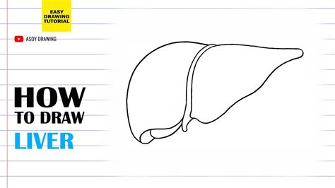 How To Draw Liver Easy Youtube