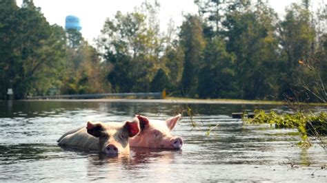 This Couple Rescues Farm Animals From Hurricanes The Atlantic