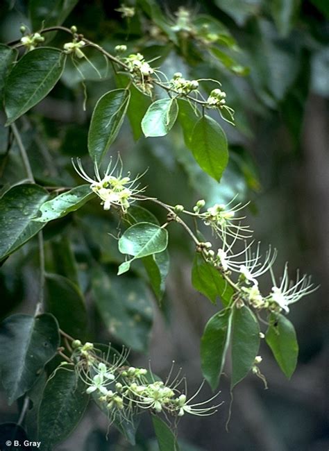 Capparis Sepiaria