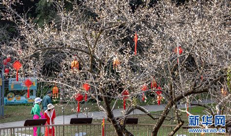 冰雪春天｜梅花绽放 赴一场冬日之约 新华网