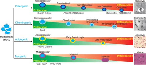 Schematic Representation Of Lineage Specific Differentiation Of