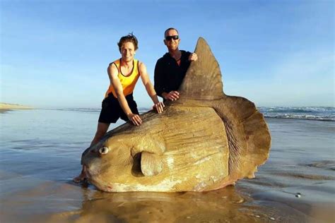 Boulder-sized sunfish washes ashore in Australia