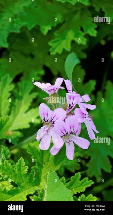 Primer Plano De La Cabeza De La Flor De Pelargonium Graveolens Tambi N