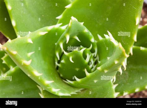 Thick Leaves Succulents Hi Res Stock Photography And Images Alamy