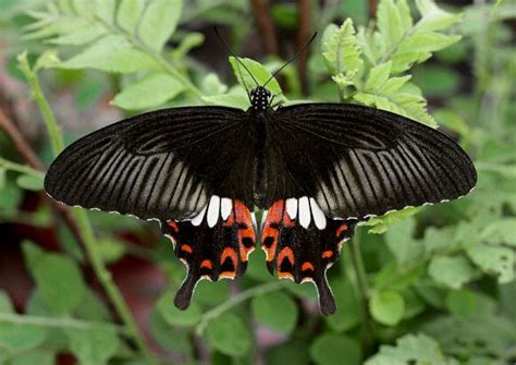 Papilio polytes - Alchetron, The Free Social Encyclopedia