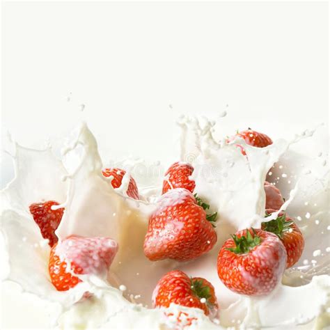 Dropping Strawberry Into Milk Stock Photo Image Of Splash Milk 10644786