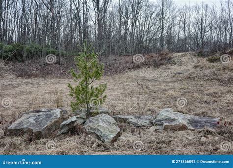 Baby Evergreen Tree Growing Through Cracks In Rocks Stock Photo Image