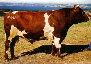 Norwegian Red Cattle Oklahoma State University