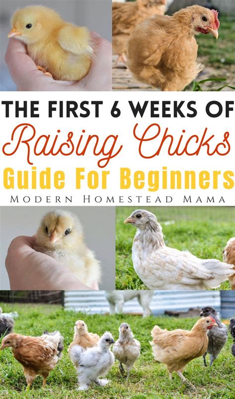 The First 6 Weeks Of Raising Chicks A Beginner S Guide