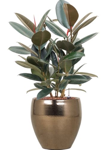 Ficus Elastica Abidjan Donica Amora Hydroponika Sklep Z