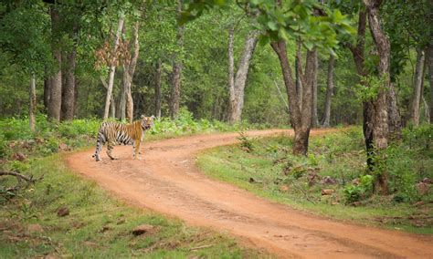 Tadoba Jungle Camp L Luxury Forest Resorts And Hotels