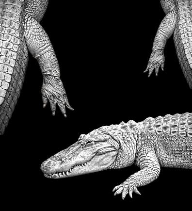 Buaya Albino Foto Stok - Unduh Gambar Sekarang - Aligator, Amerika Serikat - Amerika Utara ...