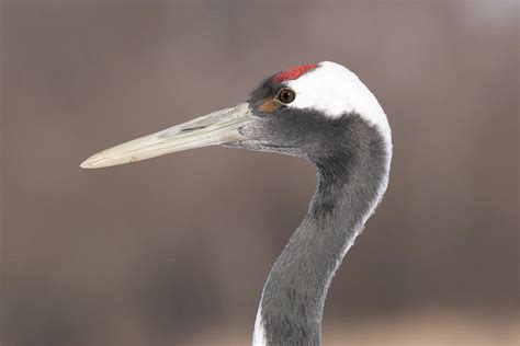 A Closeup Profile Of A Red Crowned Crane Hokkaido Japan Photograph