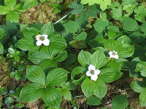 (Cornus canadensis) | Bunchberry - McMullen House Garden Shop