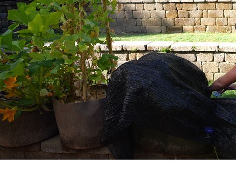 6 Easy Garden Tips to Save Money and Grow More Plants