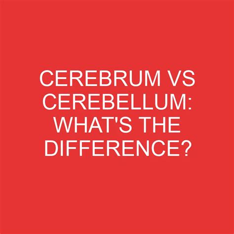 Cerebrum Vs Cerebellum: What's The Difference? » Differencess