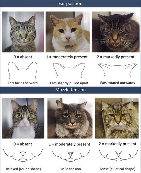 feline grimace scale chart Clinical applicability of the feline grimace ...