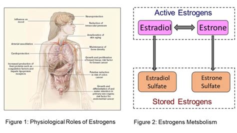 Estrogens Steroid Lab