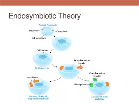 Prokaryotes Ppt Download