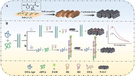 A Synthesis Of D Porous Nsc Mesh B Detection Principle Of The