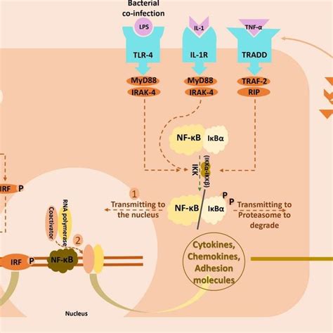 Nf κb Signaling Pathway Tnf α Il1 β Which Are Over Secreted Induced