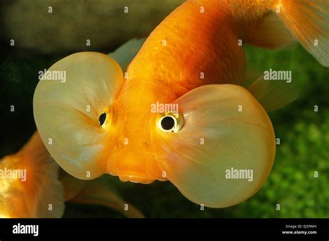 Bubble Eye Goldfish Carassius Auratus Ciprinidae Stock Photo Alamy