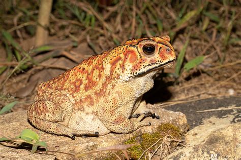 Duttaphrynus Melanostictus Common Indian Toad Bufonida Flickr