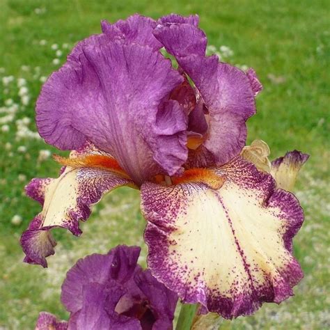 Rockstar Reblooming Bearded Iris Iris Germanica High Country Gardens