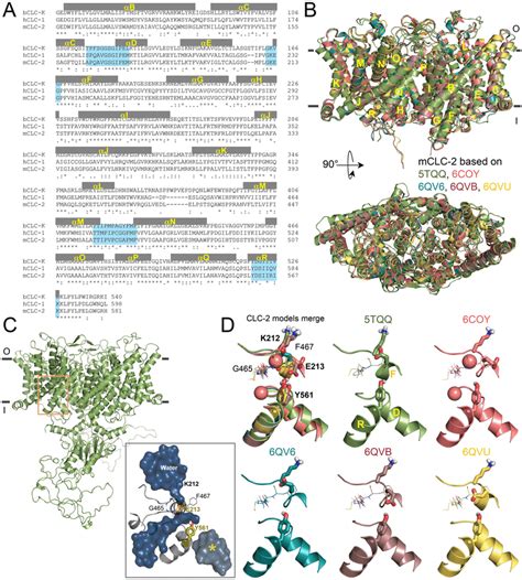 Homology Models Of The Clc Structure A Sequence Alignment Of The