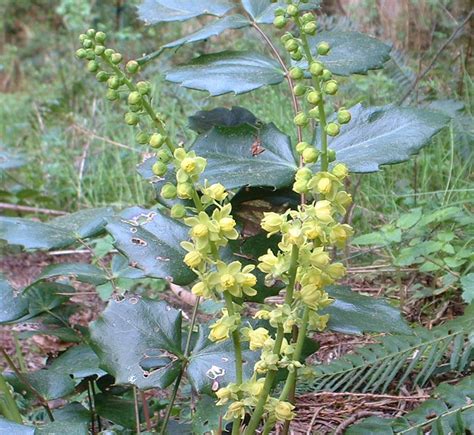 Oregon Grape Flower Essence - Tree Frog Farm | Flower Essences ...