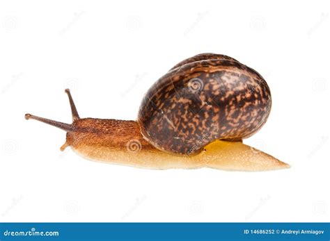 Snail (edible snail) stock photo. Image of slug, mollusk - 14686252