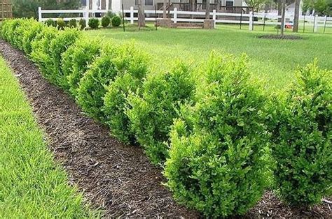 Evergreen Shrubs For Shade Top 17 Choices Plantingtree Shade Shrubs Shade Landscaping