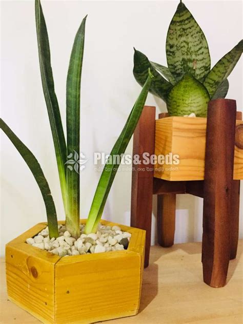 Wooden Plant Rack - Plants And Seeds