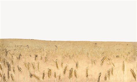 Wheat field illustration. Remixed rawpixel. | Premium Photo Illustration - rawpixel