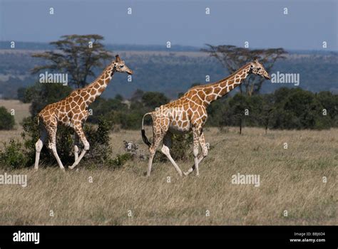 Reticulated Giraffe Giraffa Camelopardalis Reticulata Laikipia Sweetwaters Privat Reserve Kenya