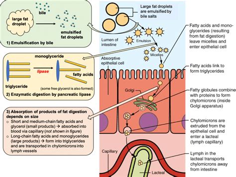 ไตรกลีเซอร์ไรด์ Triglyceride คืออะไร มีประโยชน์และโทษอย่างไร 2566