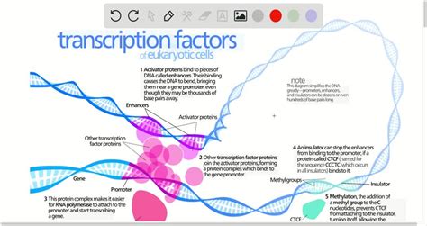 SOLVED:What is a σfactor? Why is it important in transcription?