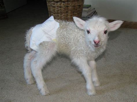 Dispatches from Can of Duck: Diapers for goat kids and lambs