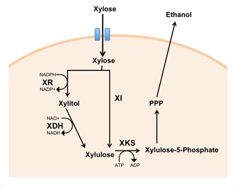 Heterologous Expression Of Xylose Metabolic Pathways In Yeast Xylose