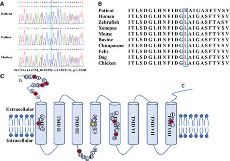 Novel Homozygous Variant Of The SLC39A14 Gene Identified In The