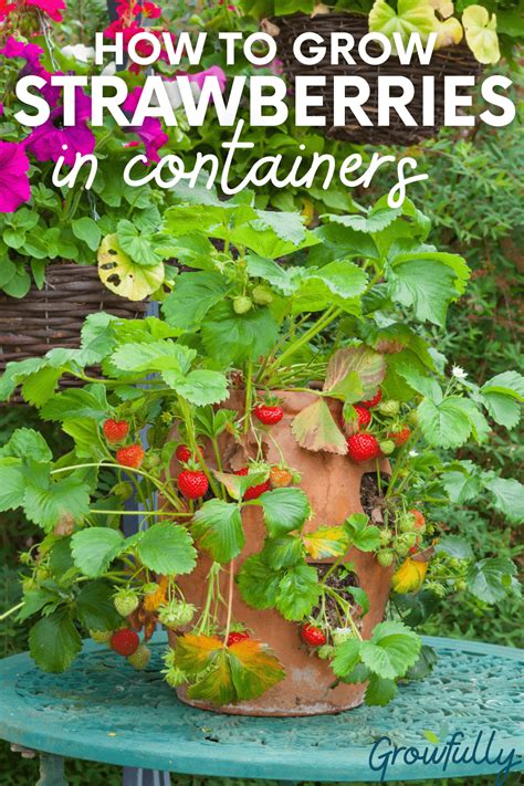 Growing Strawberries In Containers Growfully