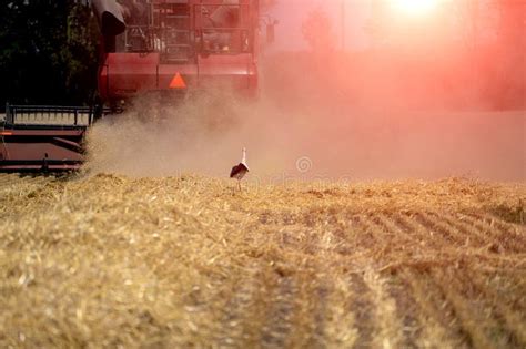 Combine Harvester In Action On The Field Combine Harvester Harvesting